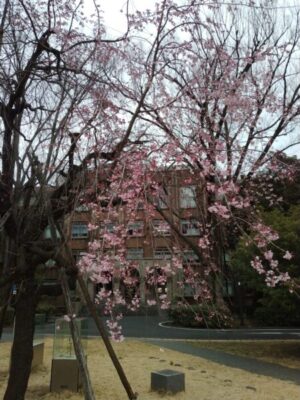 東大本郷キャンパスの桜
